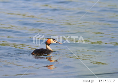 Great crested grebe 16453317