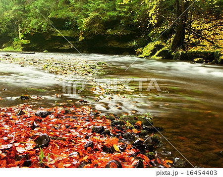 Mountain river with low level, gravel with leaves 16454403