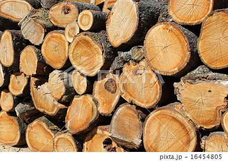 野積みにされた丸太 野積みにされた丸太 16454805