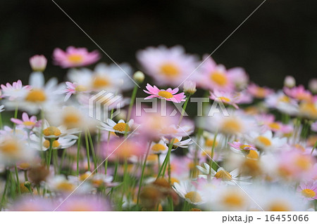 カラフルな淡い色合いのデイジーの花と蕾の写真素材