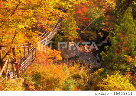 奥祖谷かずら橋紅葉の写真素材