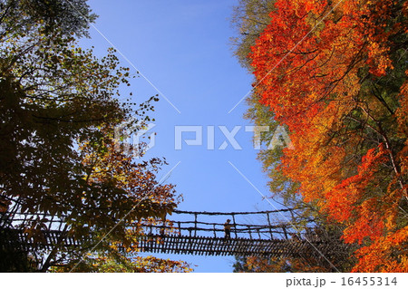 奥祖谷かずら橋紅葉の写真素材