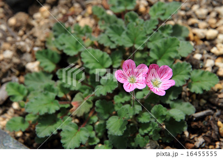 ヒメフウロソウ ヒメフウロソウ 16455555