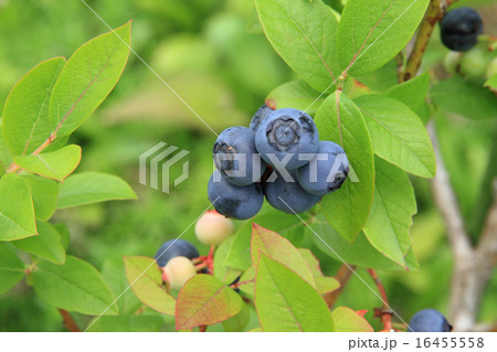 ブルーベリー 16455558