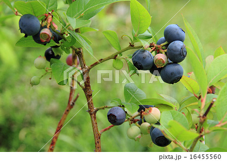 ブルーベリー 16455560