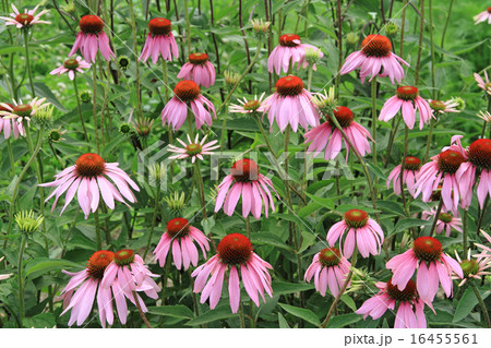 エキナセア 16455561