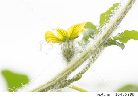 スイカの花 16455899