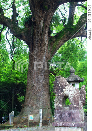 小木阿蘇神社のクス 16455914