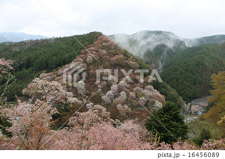 奈良の世界遺産　吉野山のサクラ１ 16456089