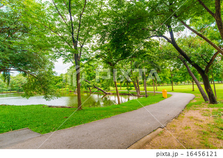 Green lawn with tree in city park, Beautiful park 16456121