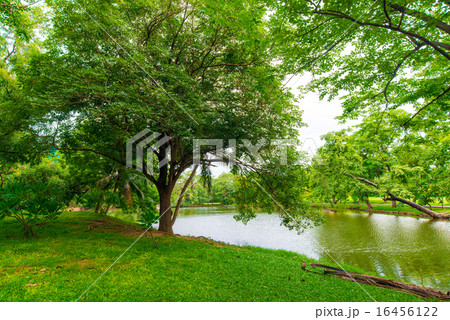 Green lawn with trees in park of bangkok city Green lawn with trees in park of bangkok city 16456122