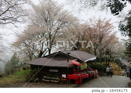 奈良の世界遺産　吉野山のサクラと茶店 16456175