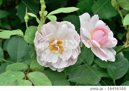 薔薇 16456188