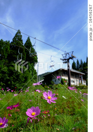 コスモス コスモス 16456267