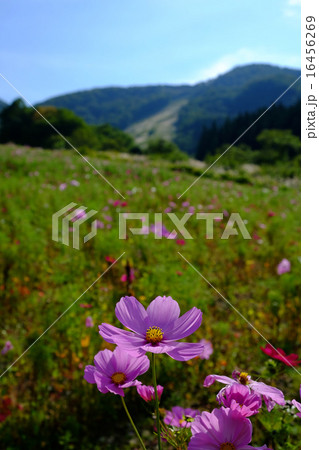コスモス コスモス 16456269