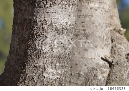 ヒイラギモクセイ（柊木犀） 16456323