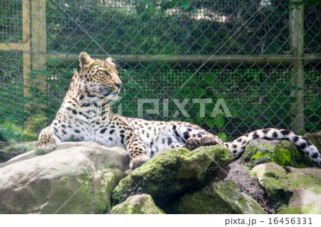 富士サファリパーク|ヒョウ 富士サファリパーク|ヒョウ 16456331