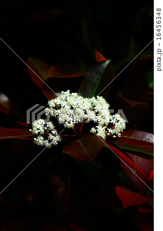 カナメモチの花 カナメモチの花 16456348