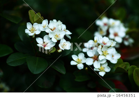 マルバシャリンバイの花 マルバシャリンバイの花 16456351