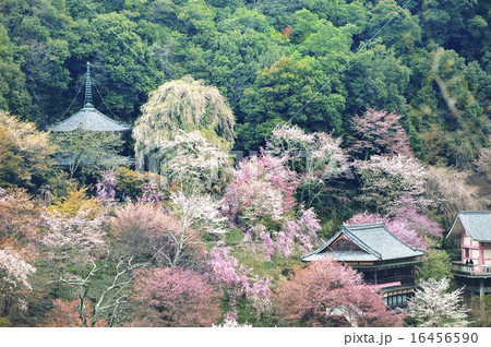 如意輪寺 吉野山 山桜 如意輪寺 吉野山 山桜 16456590
