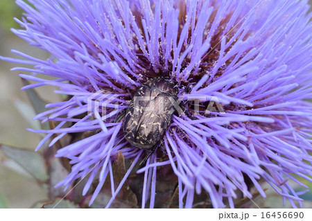 朝鮮アザミとハナムグリ 朝鮮アザミとハナムグリ 16456690