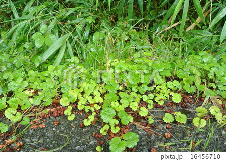 梅雨 梅雨 16456710