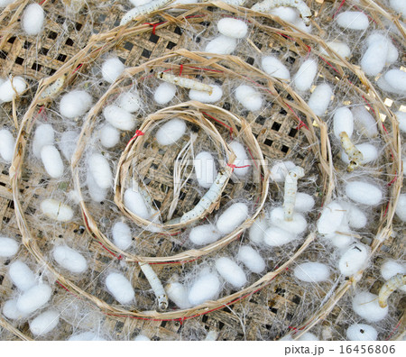 Silkworms for silk textile 16456806