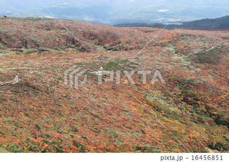 栗駒山の紅葉 16456851