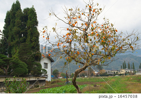 晩秋の安曇野 晩秋の安曇野 16457038