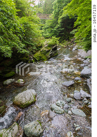 徳島県　奥祖谷二重かずら橋　女橋から見た男橋 16457139