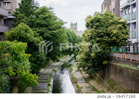 川沿いの建物と緑 川沿いの建物と緑 16457160