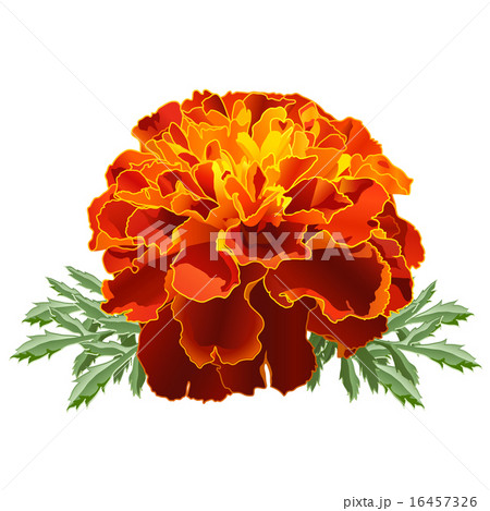 Red Marigold (Tagetes) - Stock Illustration [16457326] - PIXTA