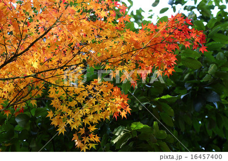 紅葉 紅葉 16457400