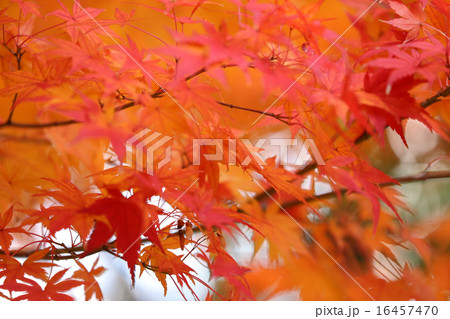 紅葉 紅葉 16457470
