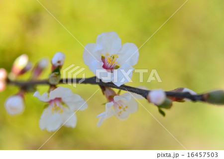 ユスラウメの花 16457503