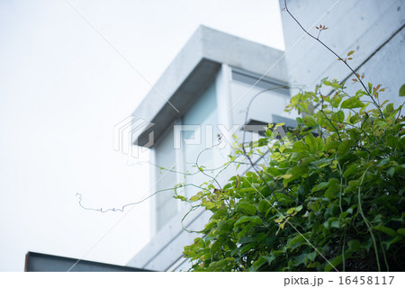 緑と建築 16458117
