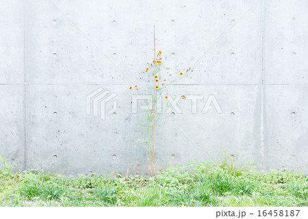 コンクリートと花 コンクリートと花 16458187