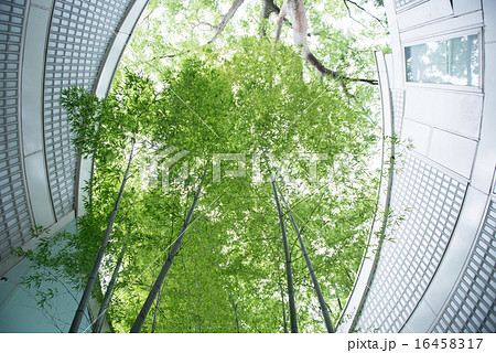 自然と建築の共生 16458317