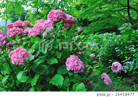あじさいの小径（大平台駅付近） 16458477
