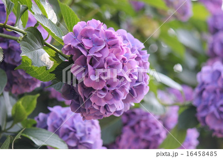 紫色のあじさいがいっぱい 紫色のあじさいがいっぱい 16458485