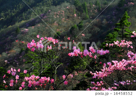 栗山月山のアカヤシオツツジ 16458552