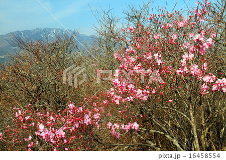 栗山月山のアカヤシオツツジと女峰山 栗山月山のアカヤシオツツジと女峰山 16458554