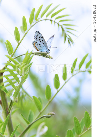 オオルリシジミとクララ オオルリシジミとクララ 16458623