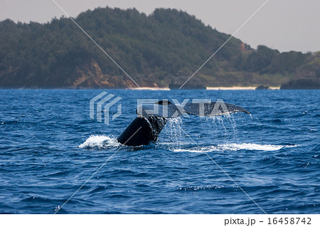 小笠原のザトウクジラ 16458742
