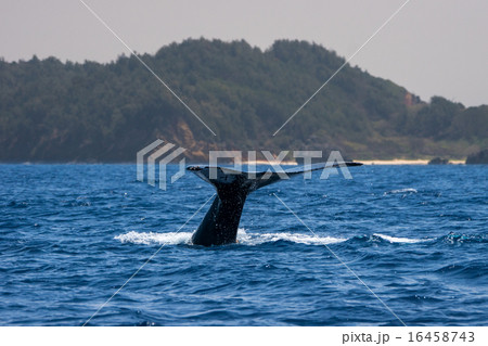 小笠原のザトウクジラ 小笠原のザトウクジラ 16458743