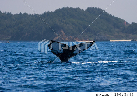 小笠原のザトウクジラ 16458744