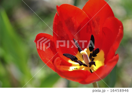 赤いチューリップ 赤いチューリップ 16458946