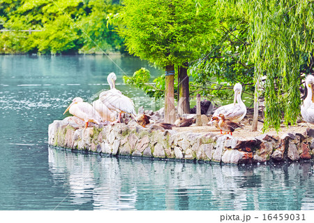 Flock of American White-Pelican's. 16459031