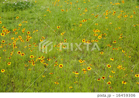 コスモス 16459306