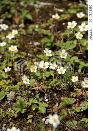 シロバナノヘビイチゴ 16459890
